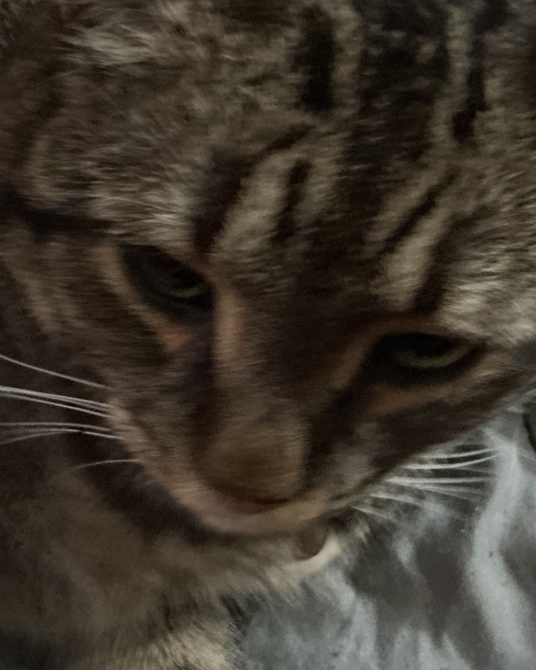 ReyRey — Cat, Abyssinian