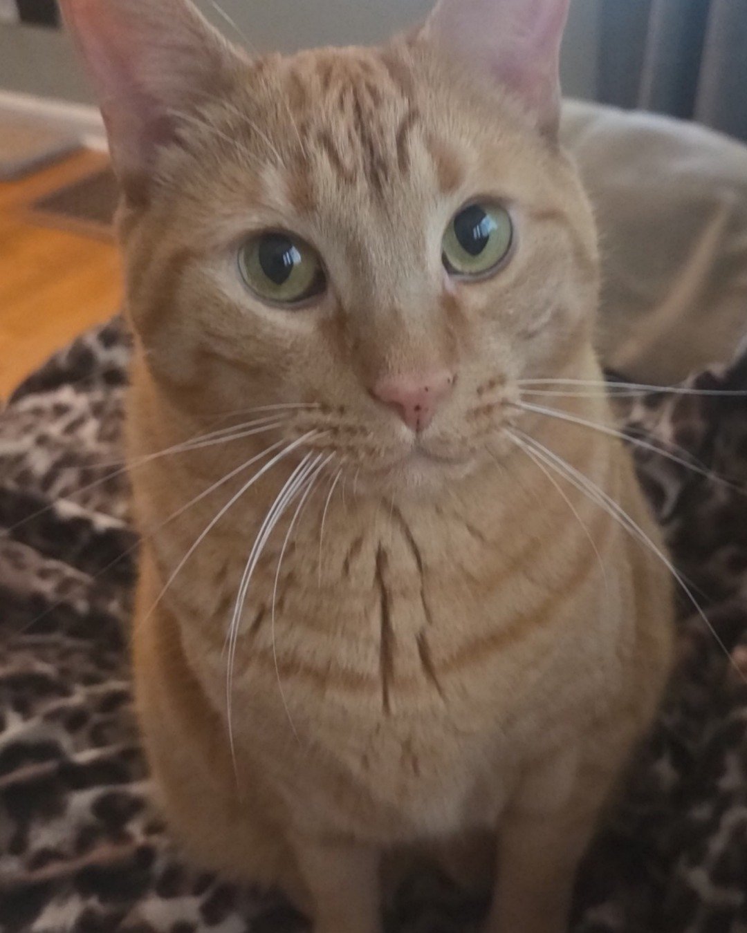 Oliver the Orange Tabby. Abyssinian, Cat