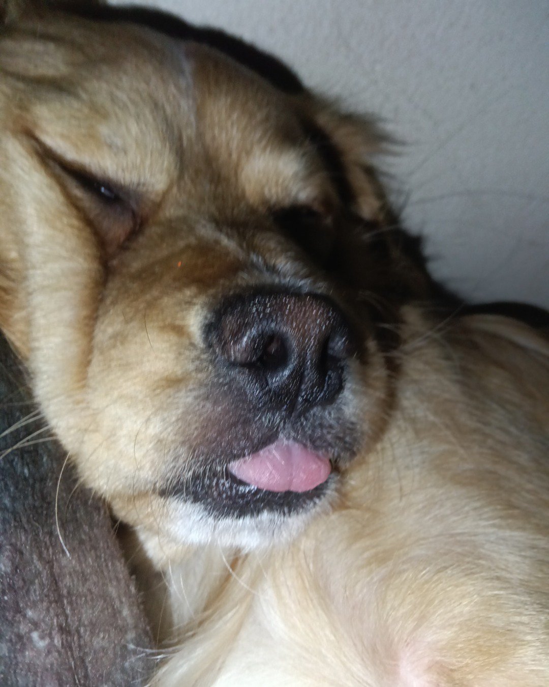 Yuri the PugZu. Dog, Puppy
