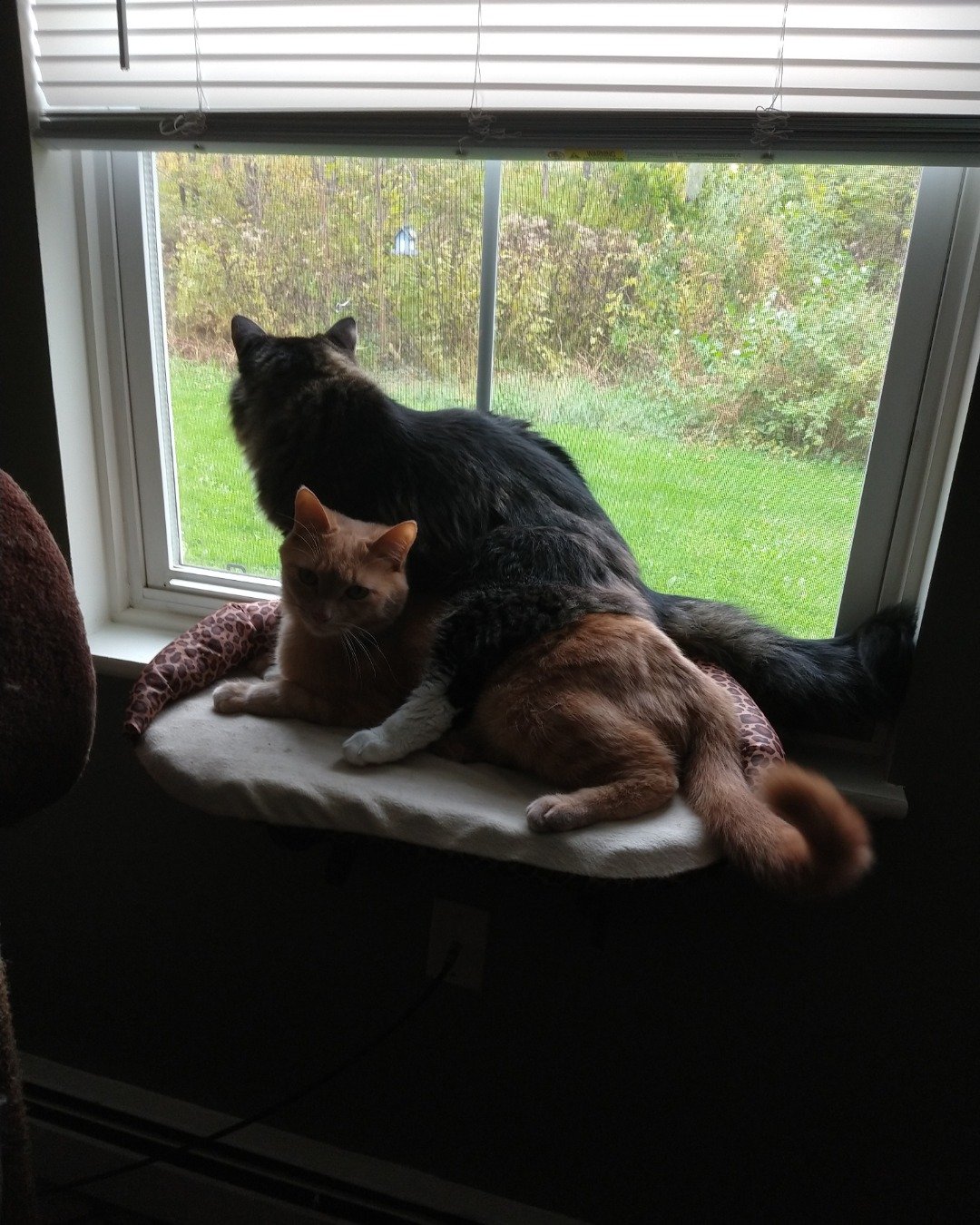 Jordan. Window, Home Decor, Cat, Windowsill