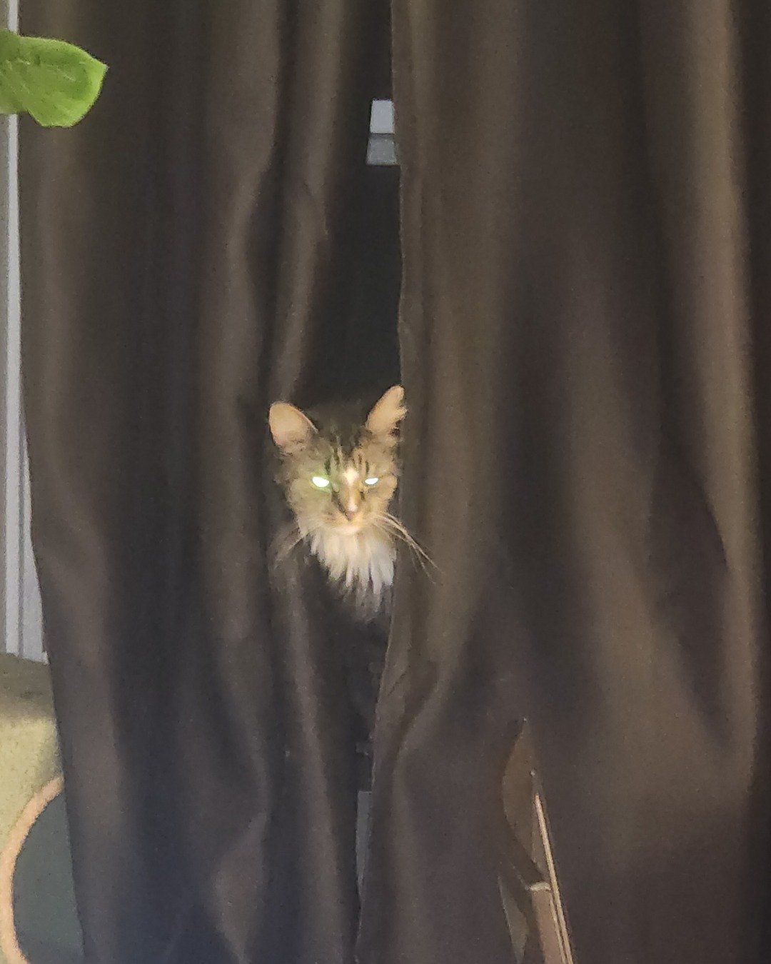 Jordan. Plant, Potted Plant, Curtain, Cat, Kitten