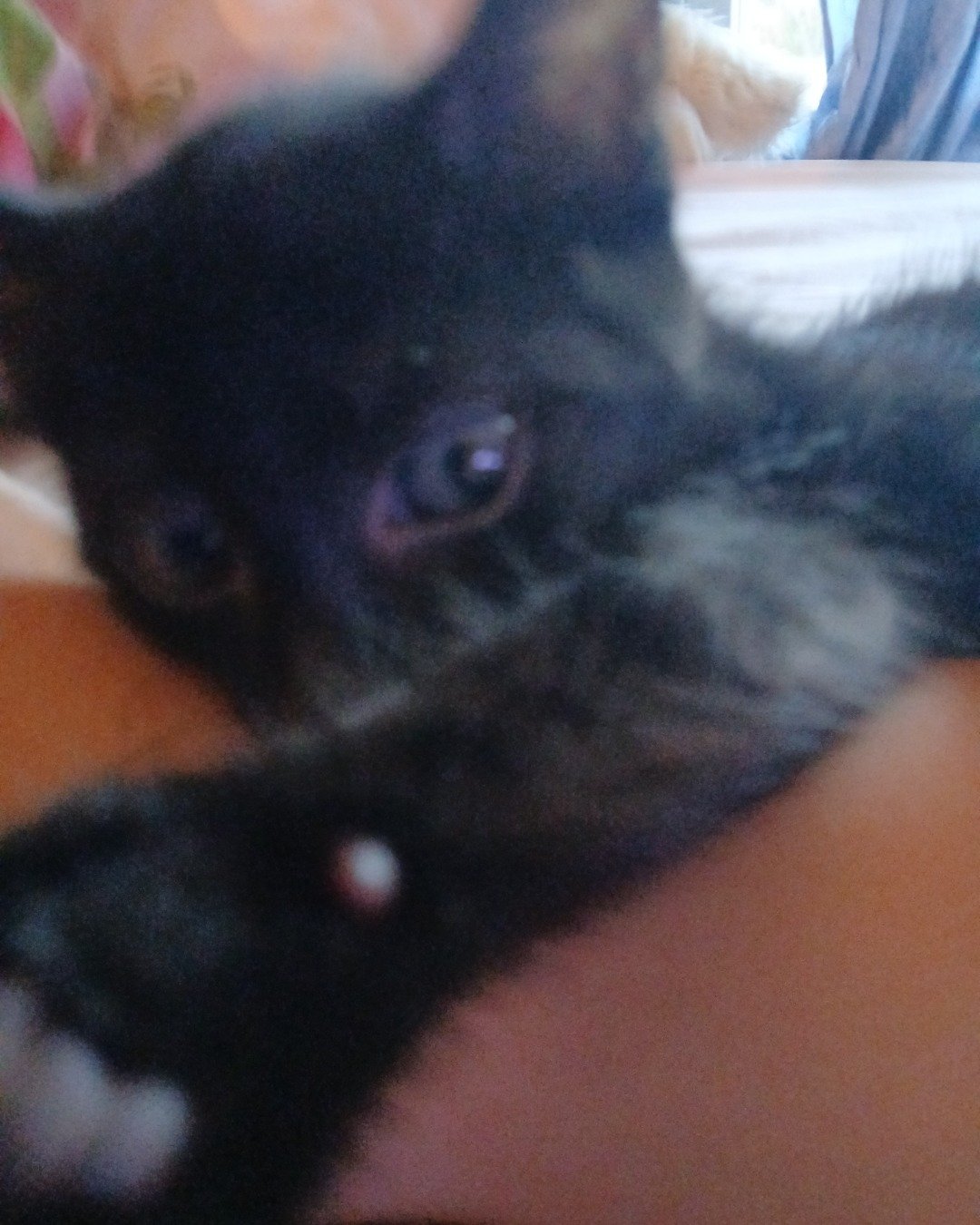 Enderchest the Shorthair Burmese cross. Cat, Kitten, Dog