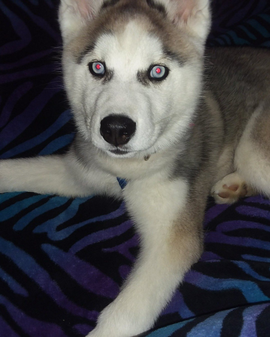 Hemi the Siberian Husky. Dog, Husky, Puppy