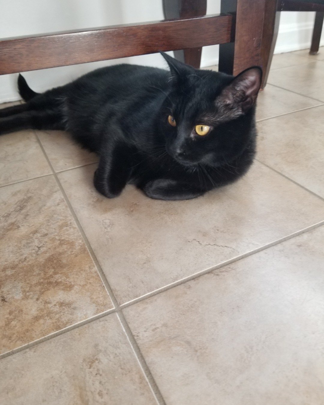 🎃Pumpkin🦇 the Black shorthair mutt. Floor, Flooring, Cat, Black Cat