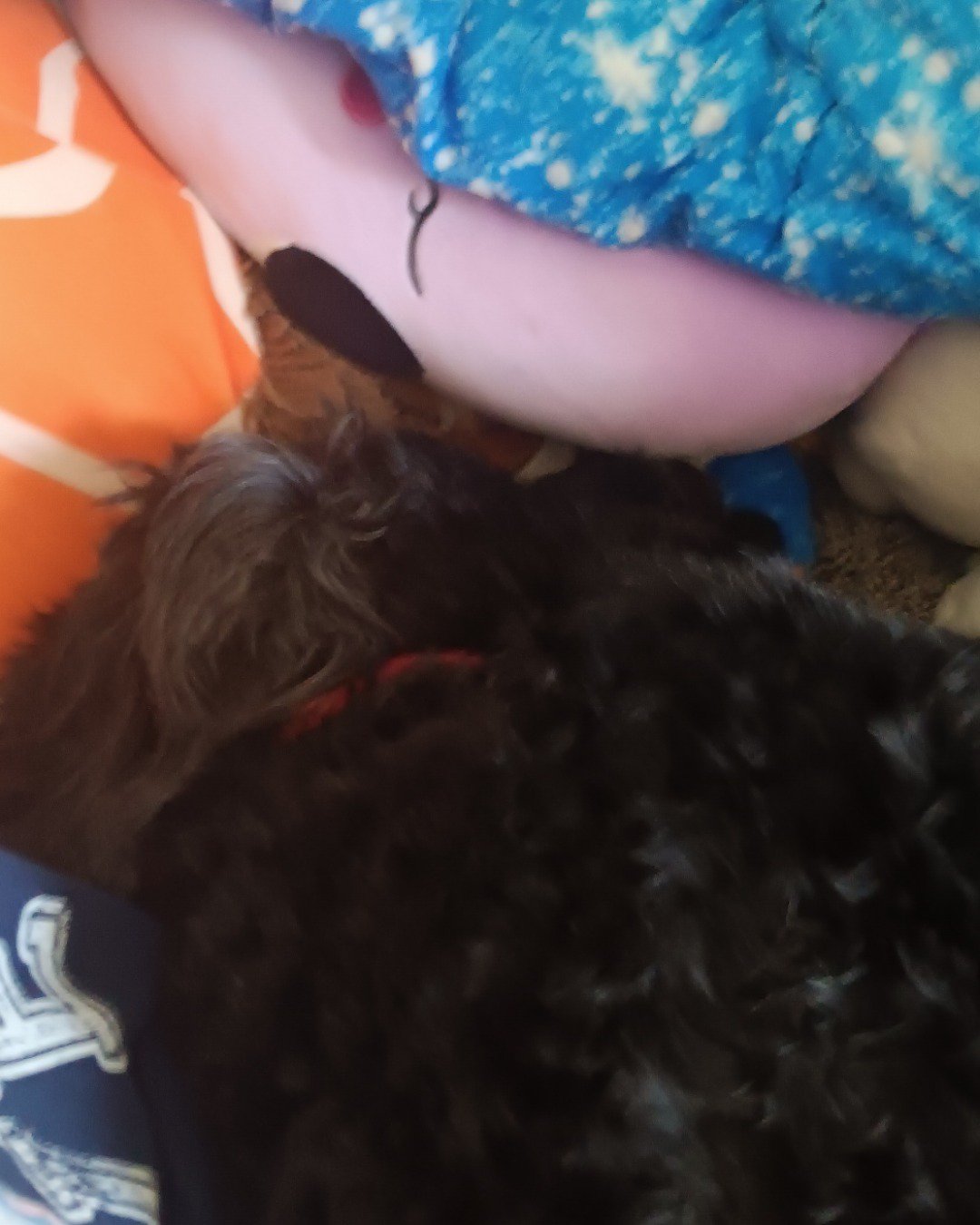 oreo the woodle. Dog, Puppy, Person, Sleeping, Cushion, Home Decor