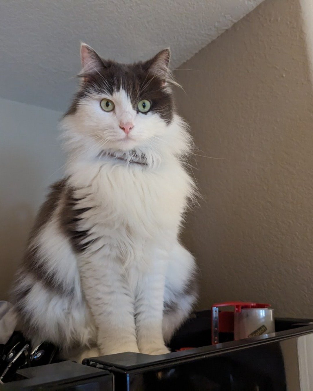Göbekli the domestic long hair. Cat, Angora, Kitten