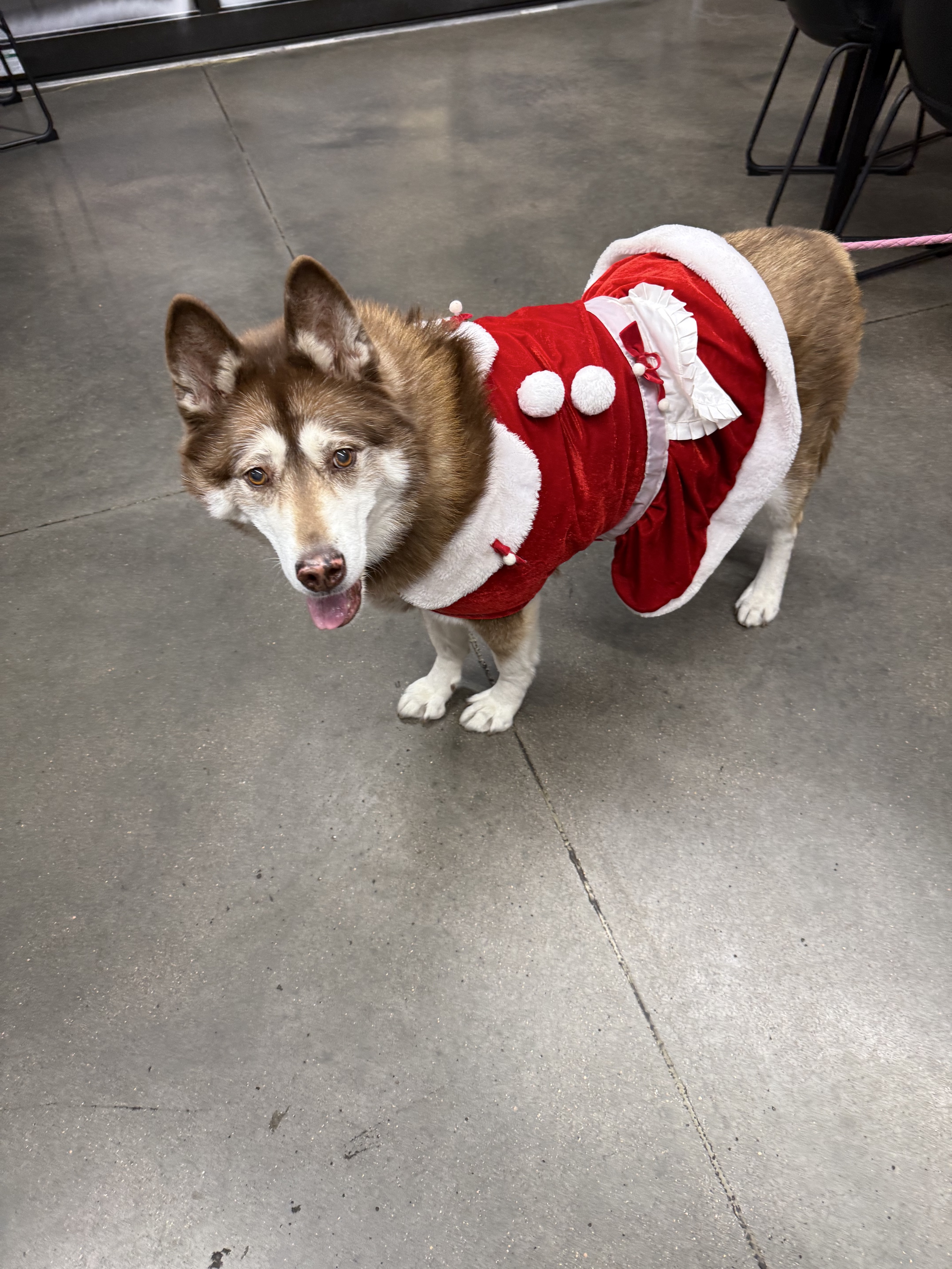 Nala the Siberian Husky