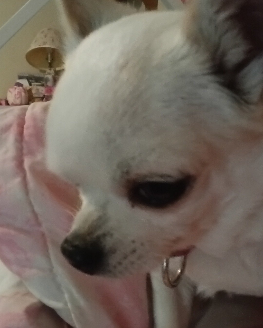 peanut the chuwawa. Dog, Chihuahua, Lamp, Puppy