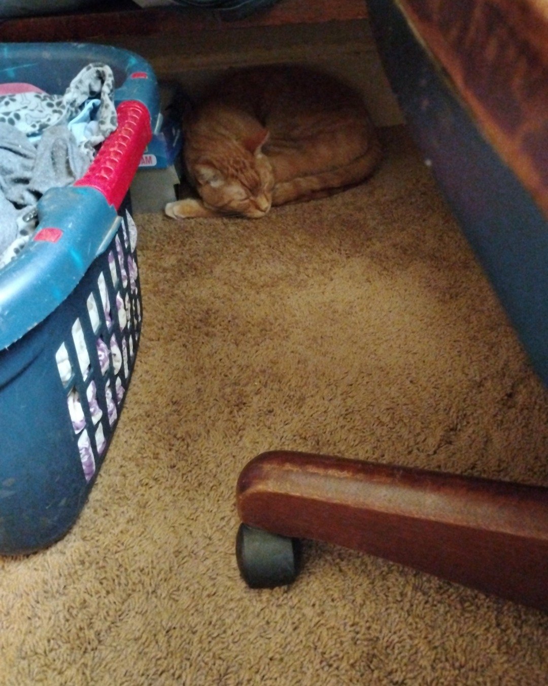 Tiger the tabby. Cat, Basket