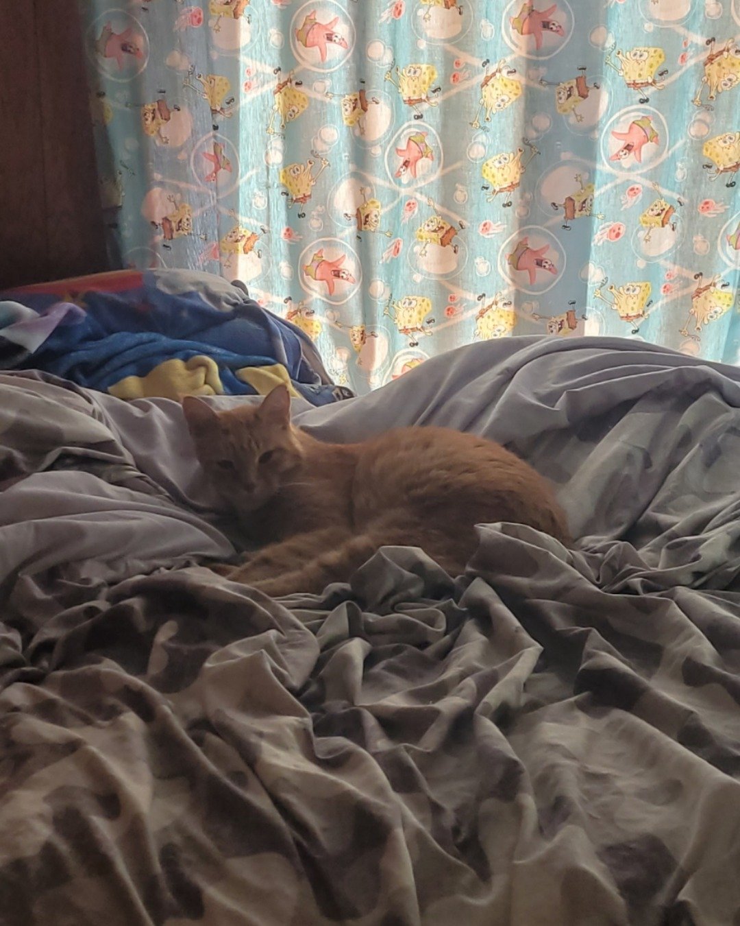 ducky the orange. Blanket, Cat, Furniture