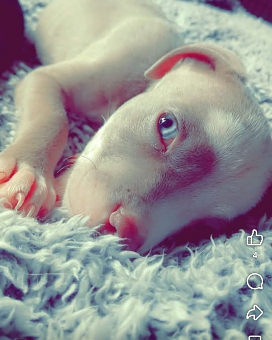 Bisko the pitbull. Snout, Dog, Puppy, Pig
