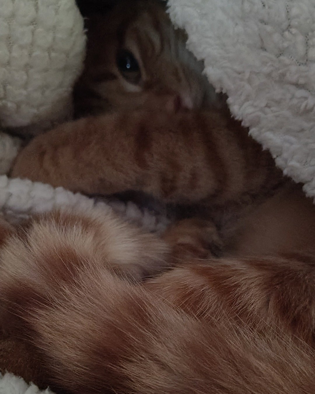 Pumpkin the Ginger. Cat, Kitten, Person, Sleeping