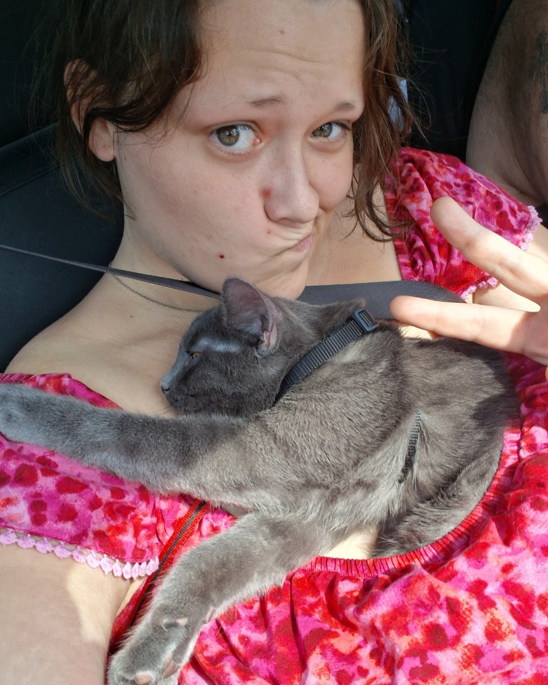 Biscuits the Russian blue. Person, Accessories, Jewelry, Necklace, Glasses, Cat