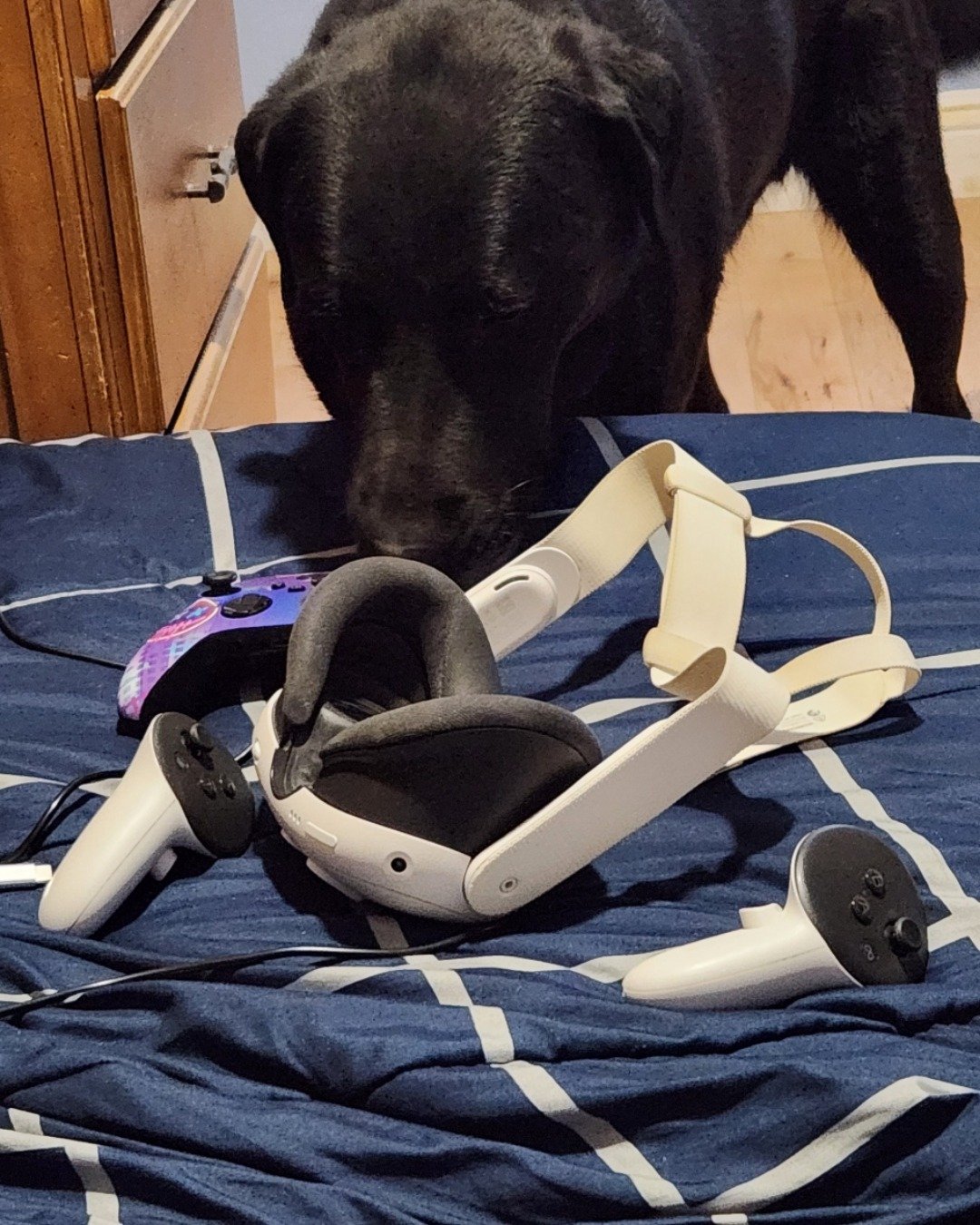 Chewy the Black Labrador. Dog