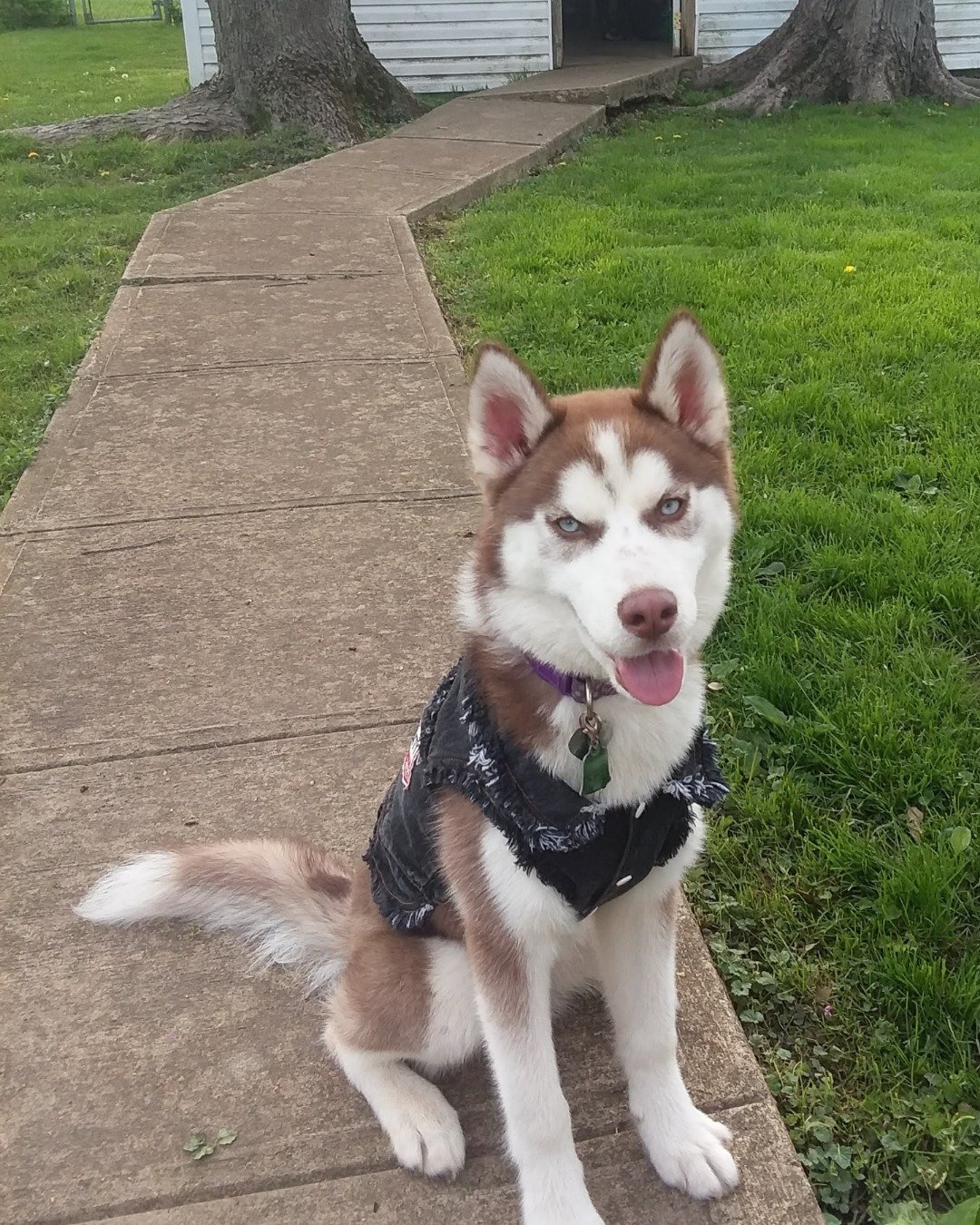 Hela Bella the Siberian Husky. Path, Sidewalk, Grass, Plant, Dog, Husky