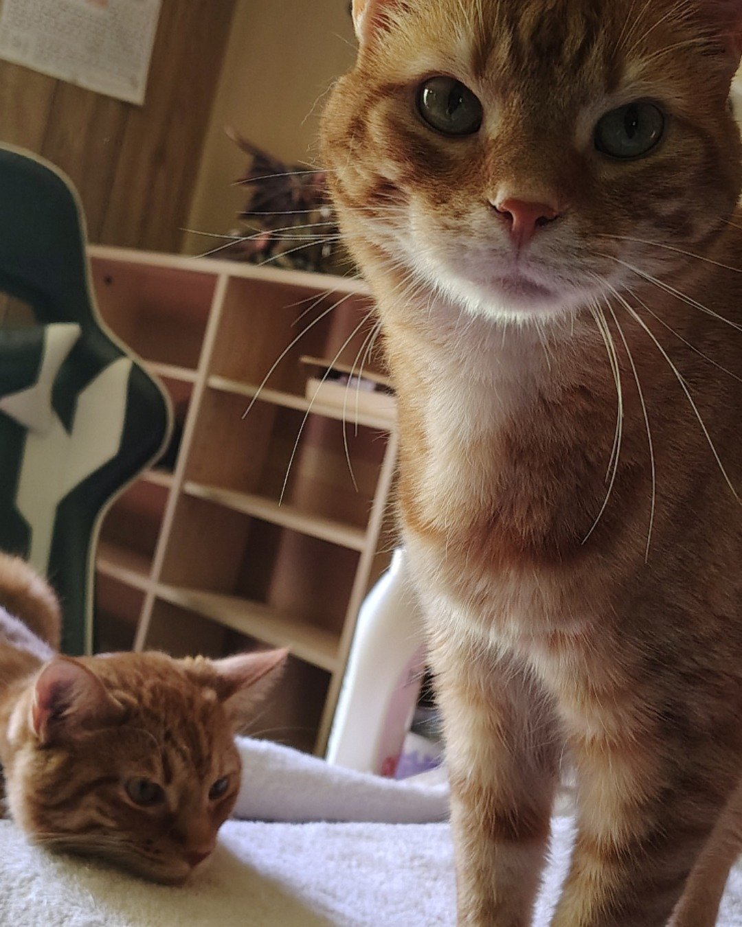 The Ginger Bros the Ginger. Cat, Kitten, Manx, Furniture, Abyssinian