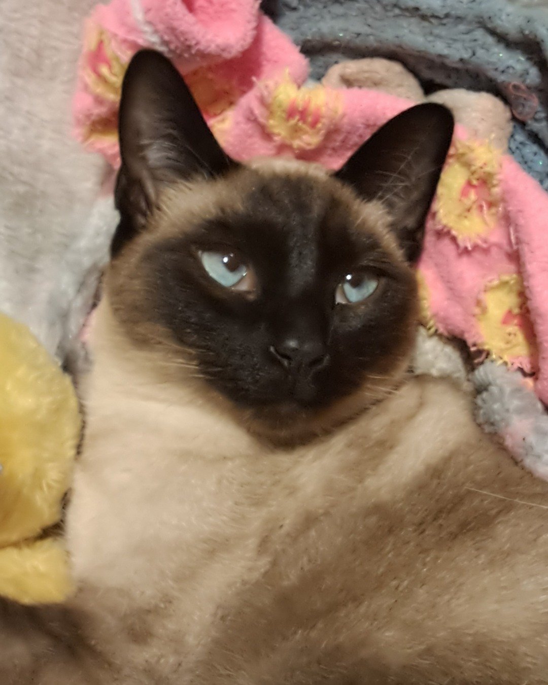 Luna🌙💫 (twin of Stella) the Siamese. Cat, Siamese