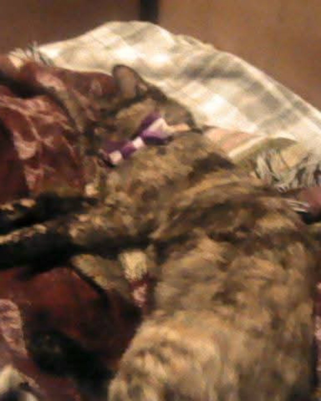 Gizmo. Person, Sleeping, Couch, Furniture, Dog