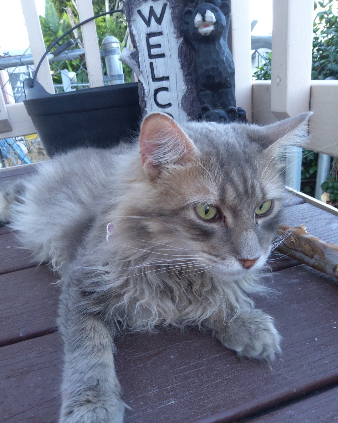 Logan the Long Haired Tabby. Plant, Potted Plant, Architecture, Building, House, Housing