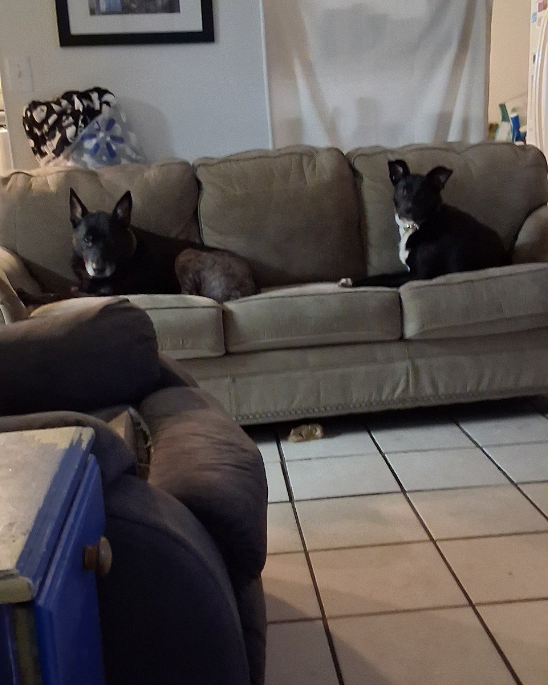 Birdy:the small dog & thor: big dog. Couch, Furniture, Architecture, Building, Indoors, Living Room