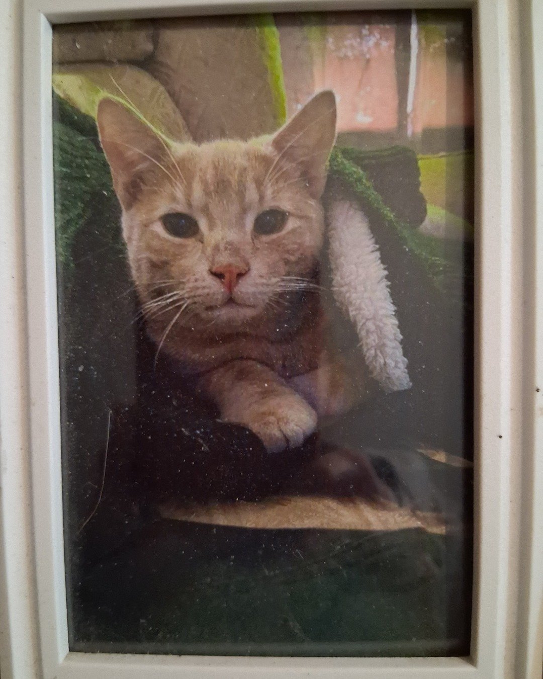 Mr. Orange. Cat, Kitten