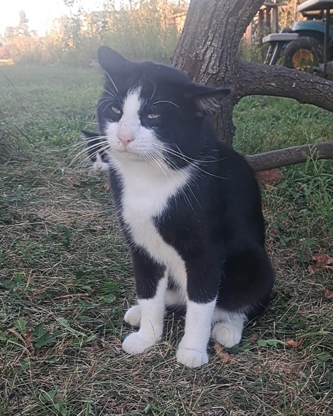 Bear the Bobtail. Grass, Plant, Cat