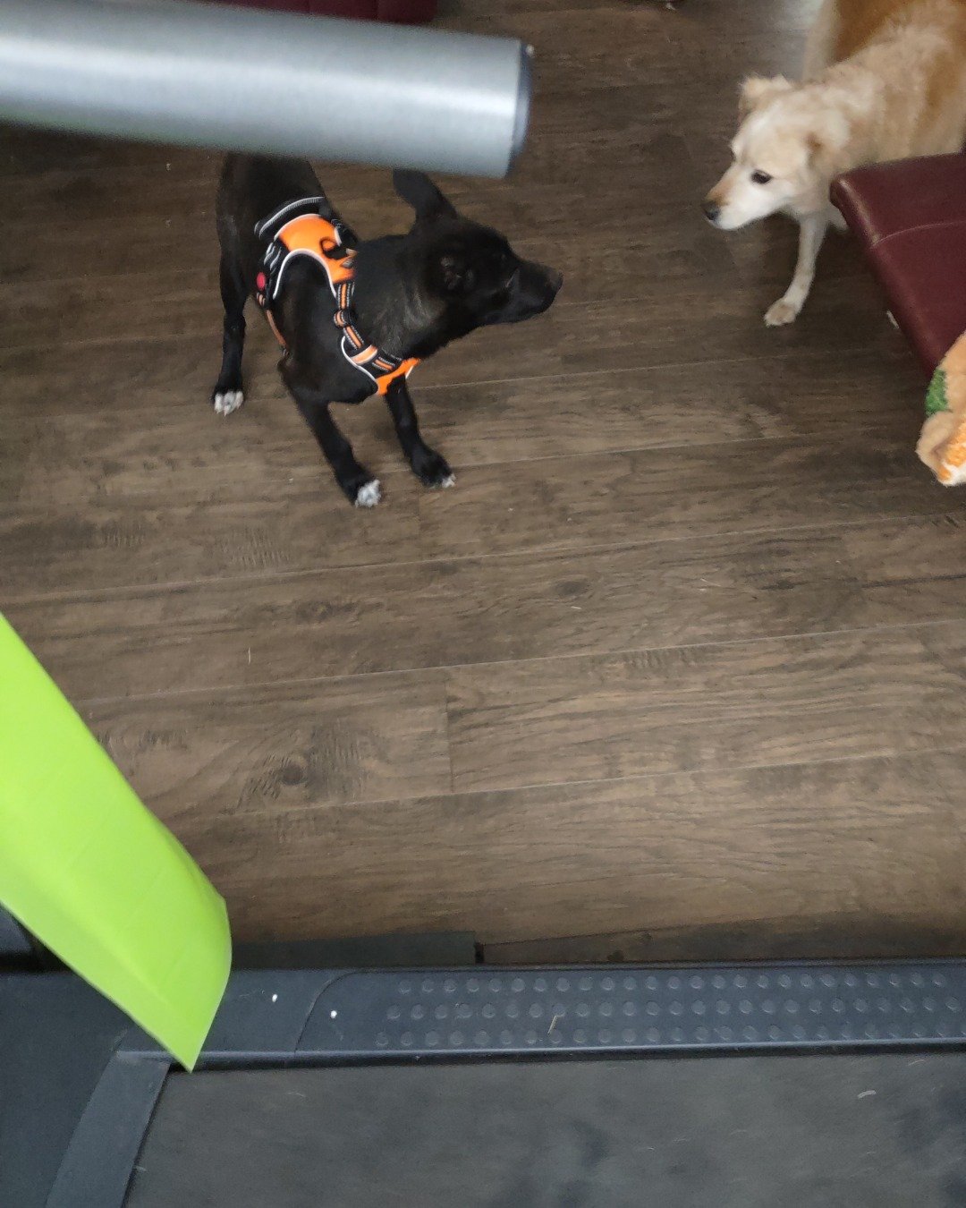 Onyx the German Shepard Boarder Collie Mix. Accessories, Strap, Dog, Puppy