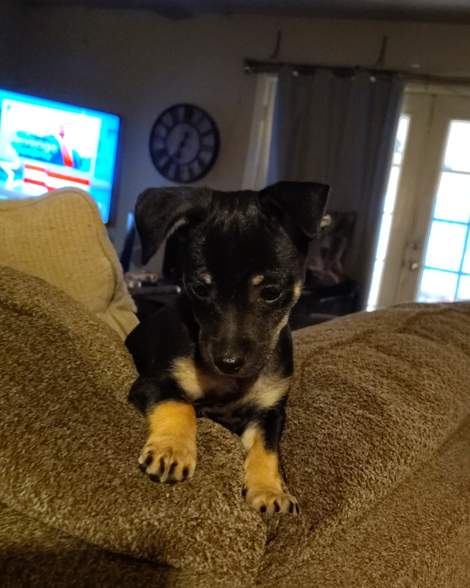 roxy the mini pin. Couch, Furniture, Electronics, Screen, Computer Hardware, Hardware