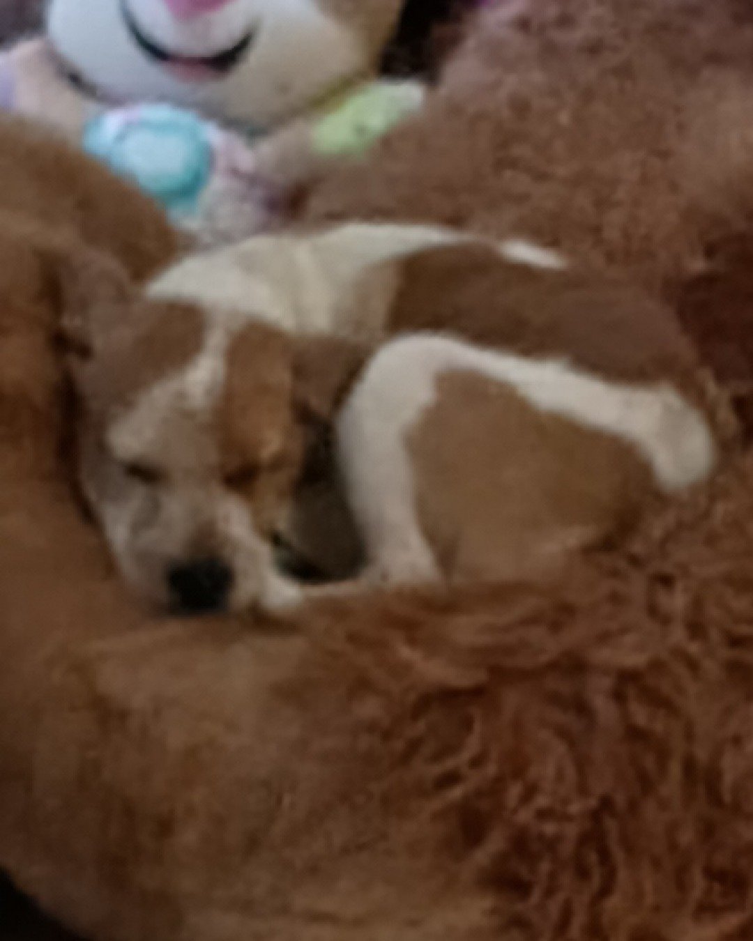 Jac. Dog, Puppy, Ball, Sport, Tennis, Tennis Ball