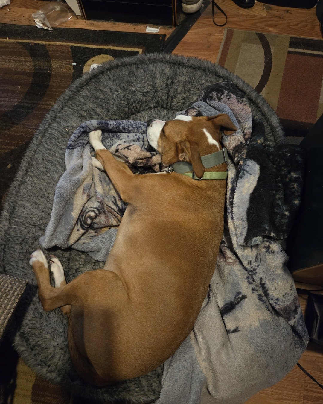Max. Dog, Puppy, Hound, Furniture, Bed