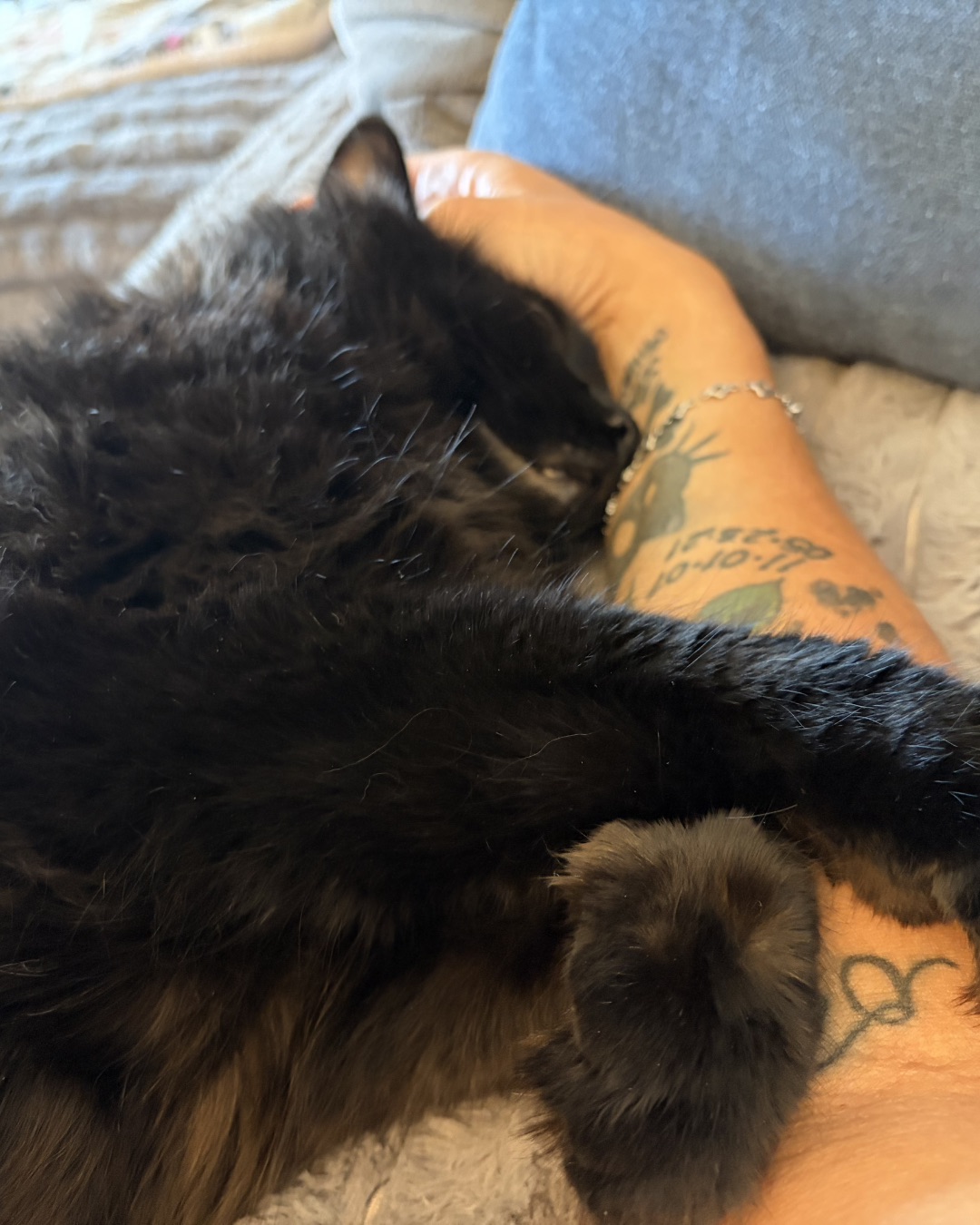 Ollie the Norwegian Forest Cat — Person, Skin, Tattoo, Couch, Furniture, Cat