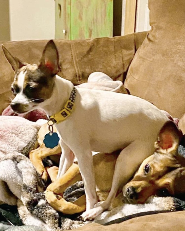 moo moo the female Chihuahua. Couch, Furniture, Dog, Chihuahua