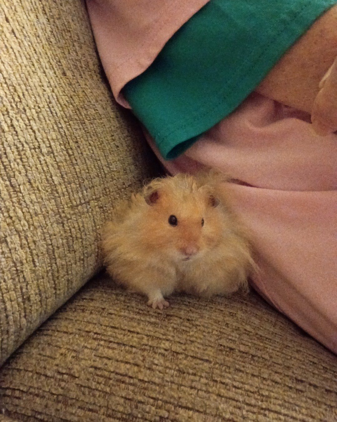 Alex the golden hamster. Rodent, Rat, Hamster