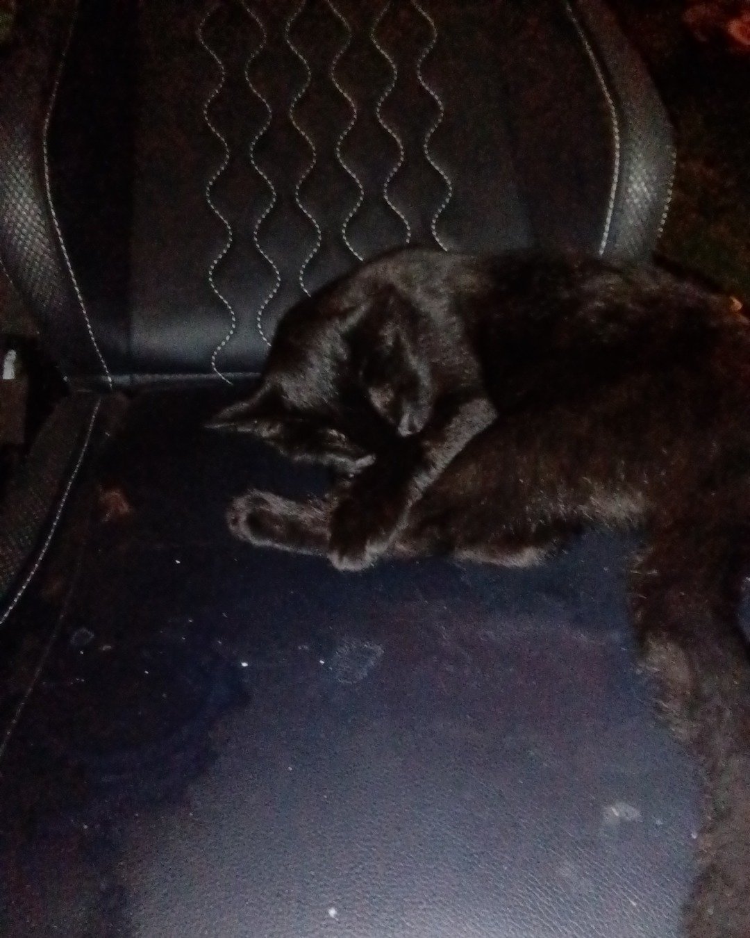 Binks the black cat. Furniture, Chair, Couch, Cat