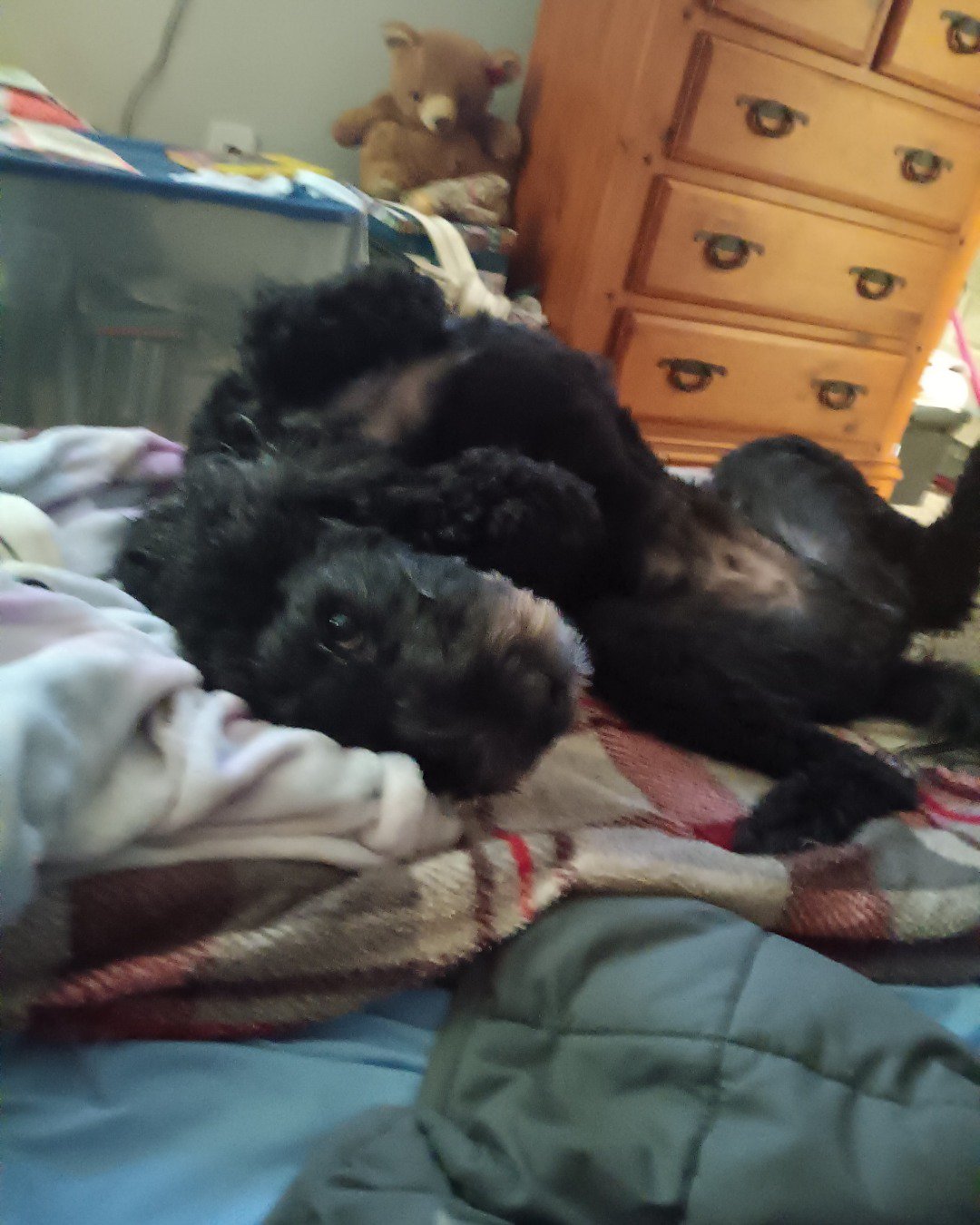 oreo the woodle. Drawer, Furniture, Dog, Puppy, Cabinet
