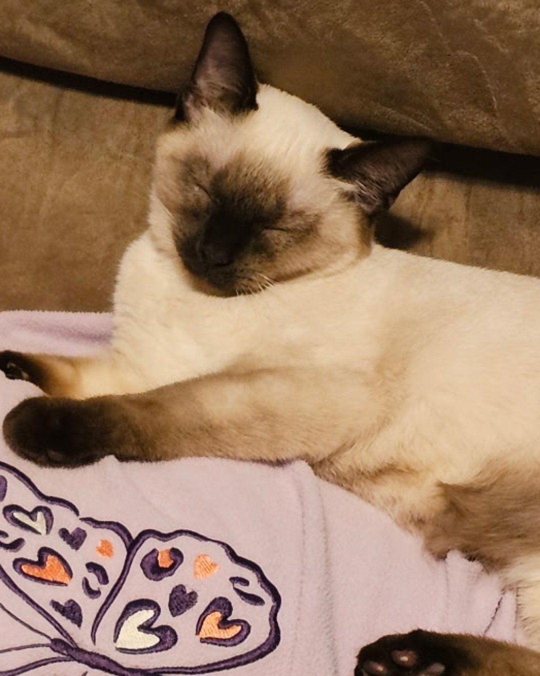 Luna🌙💫 (twin of Stella) the Siamese. Cat, Siamese