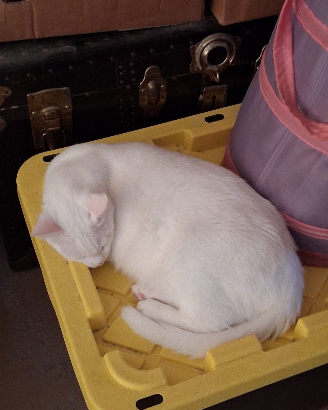 SnowStorm. Cat