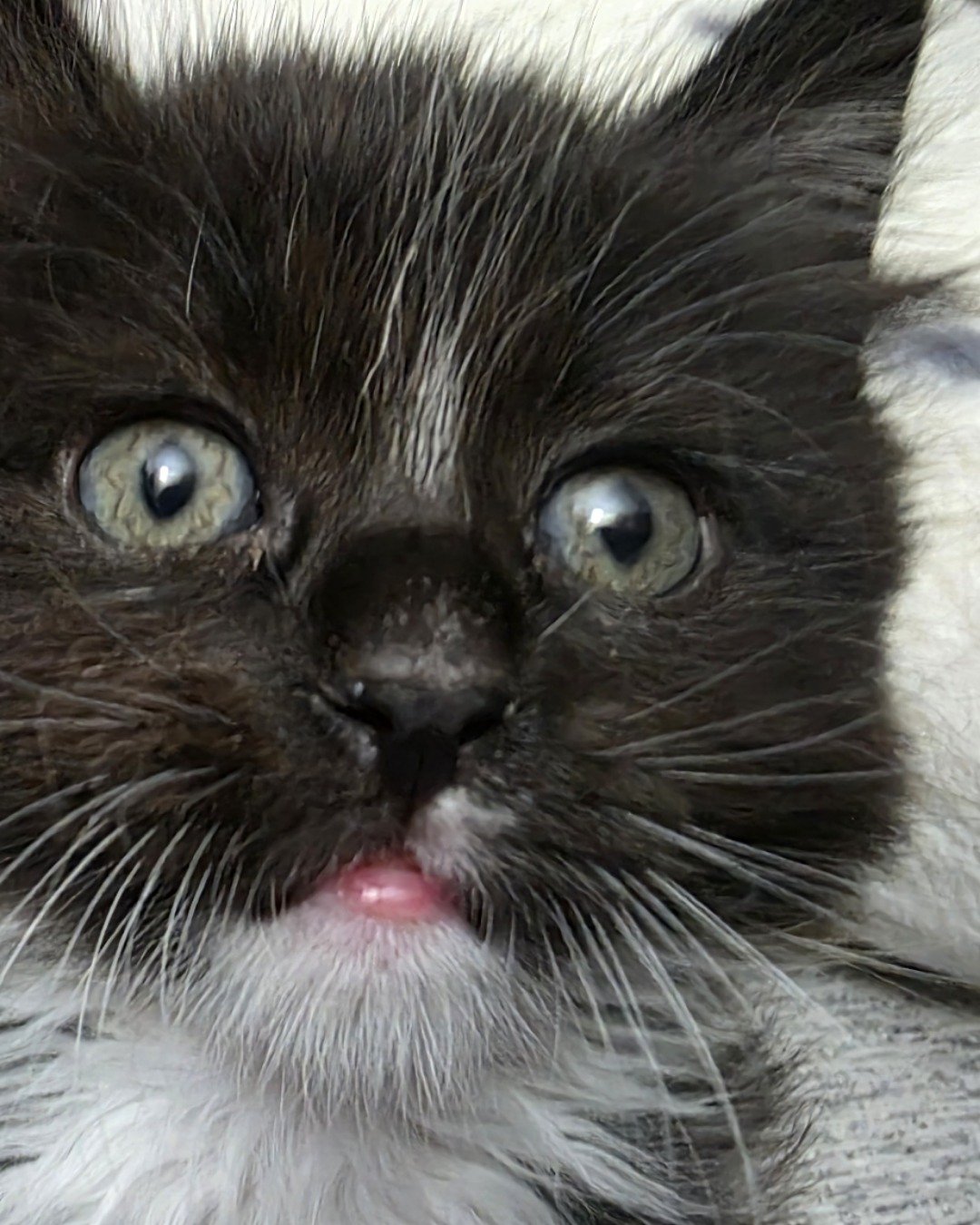 Andy — Cat, Kitten