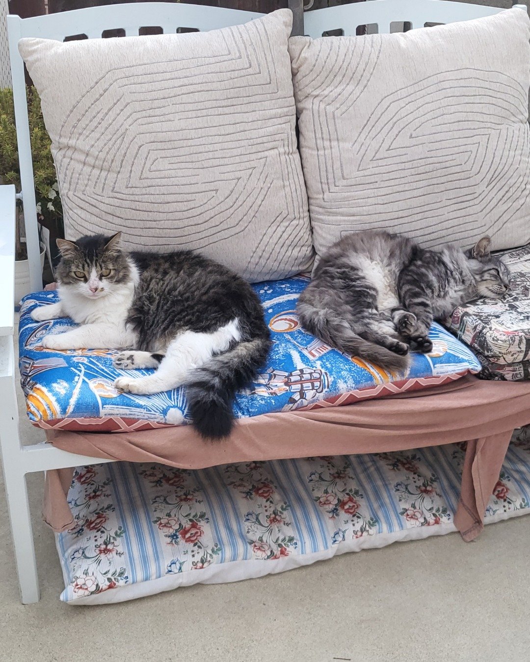 Farley Fart the tabby. Cushion, Home Decor, Cat, Pillow
