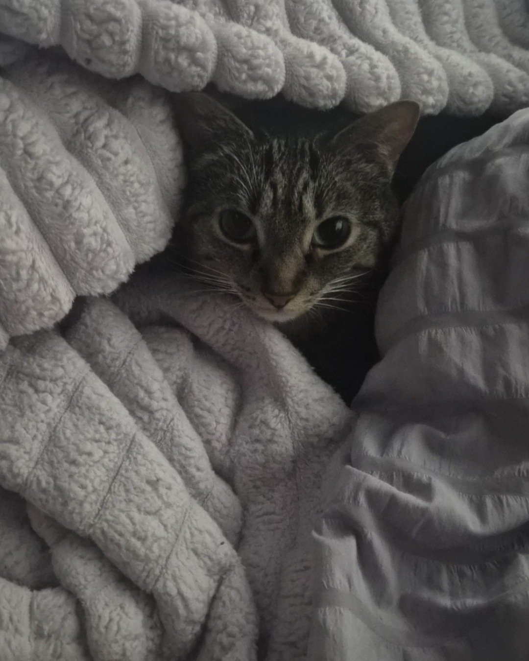 Peewee the tabby. Blanket, Cat
