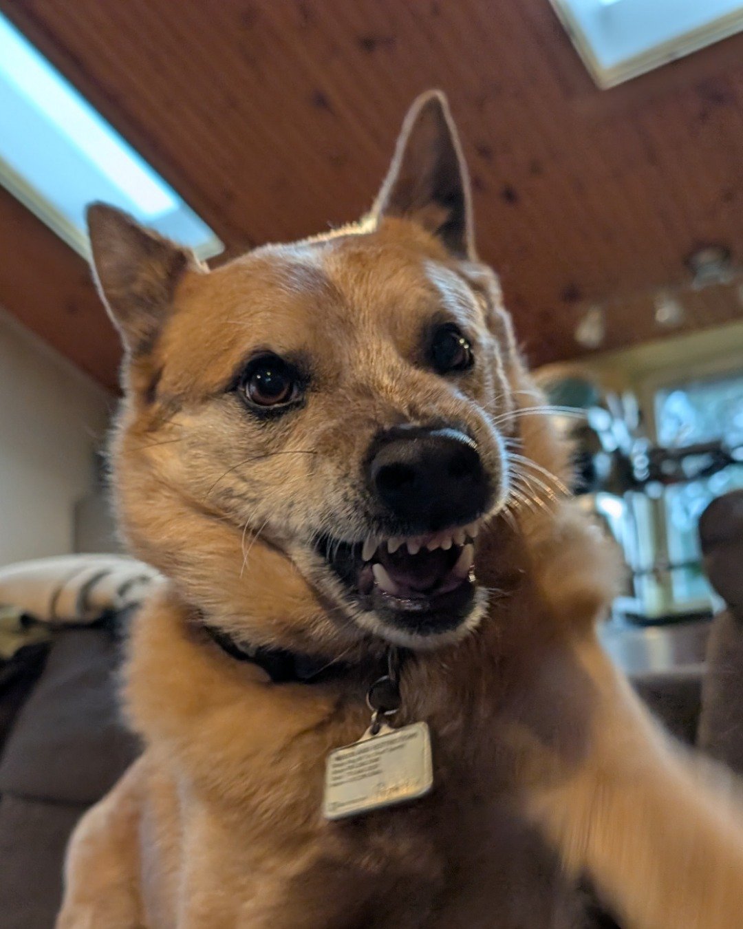 Sage the Australian Cattle Dog. Indoors, Interior Design, Dog, Puppy, Accessories, Strap