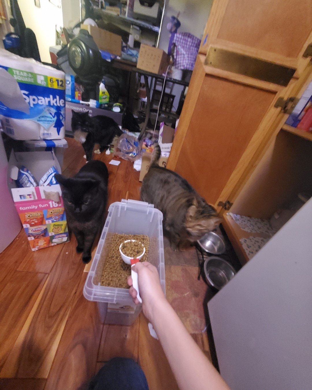 Leia Marie Johnson😊 the brown and black tabby cat. Wood, Floor, Flooring, Drawer, Furniture, Hardwood