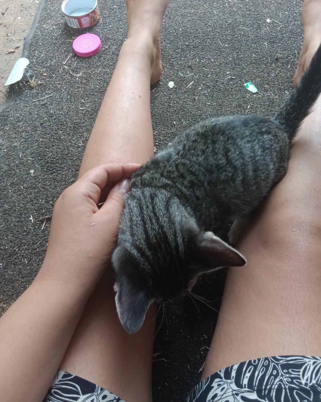 havoc. Cat, Kitten, Clothing, Shorts, Person, Footwear
