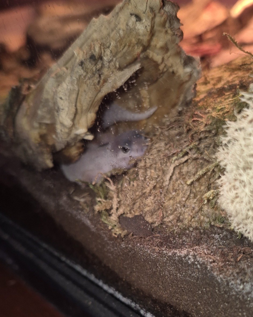 crystal the blizzard lepord gecko