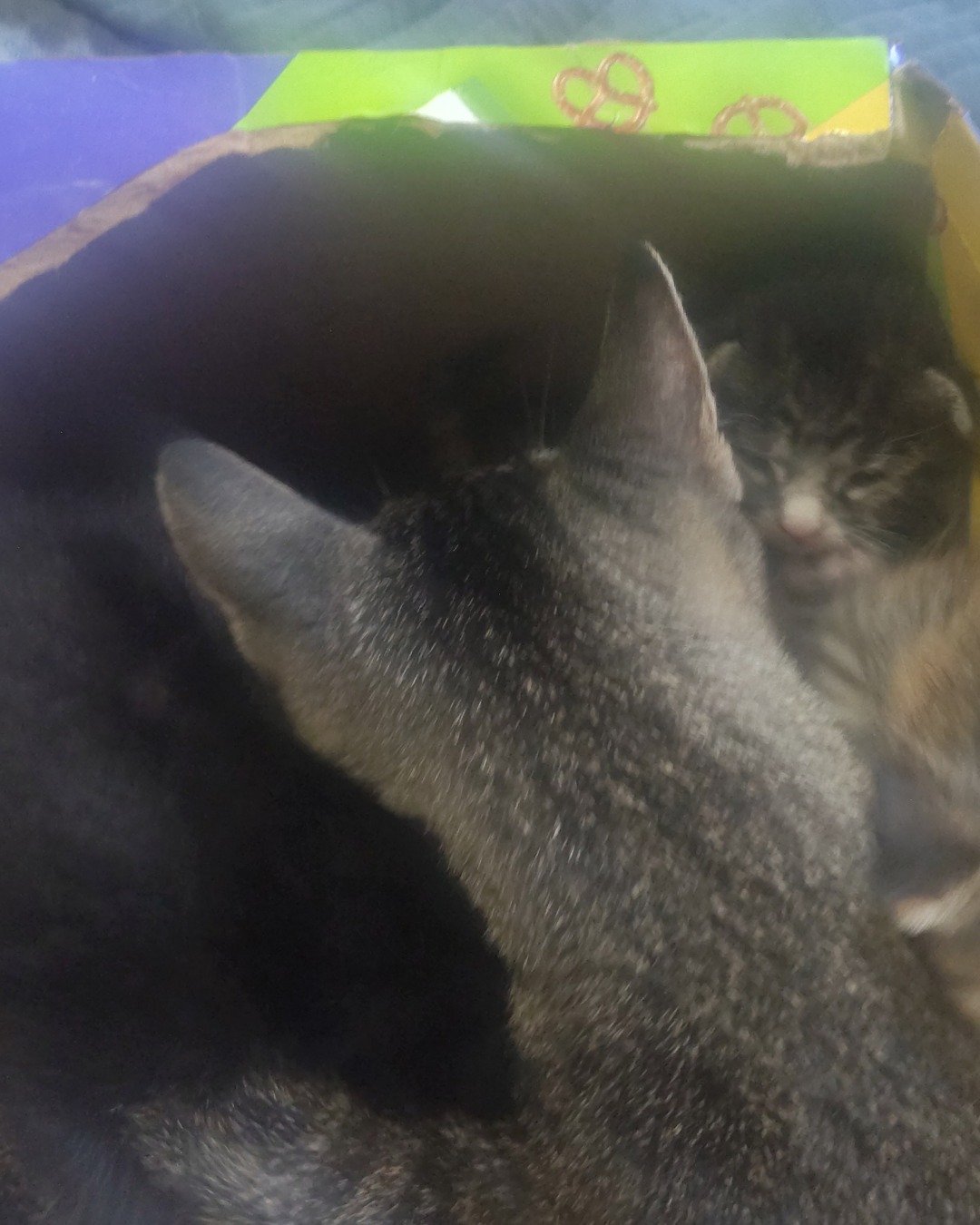 pepper the Tybee. Cat, Abyssinian, Kitten