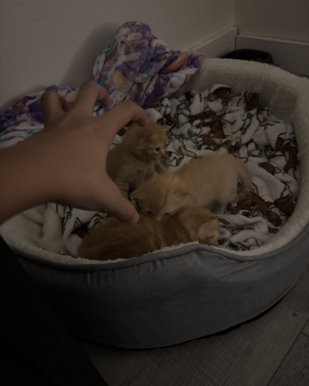 Roxy,nacho,noodle,sunny. Cat, Kitten, Dog, Puppy, Furniture