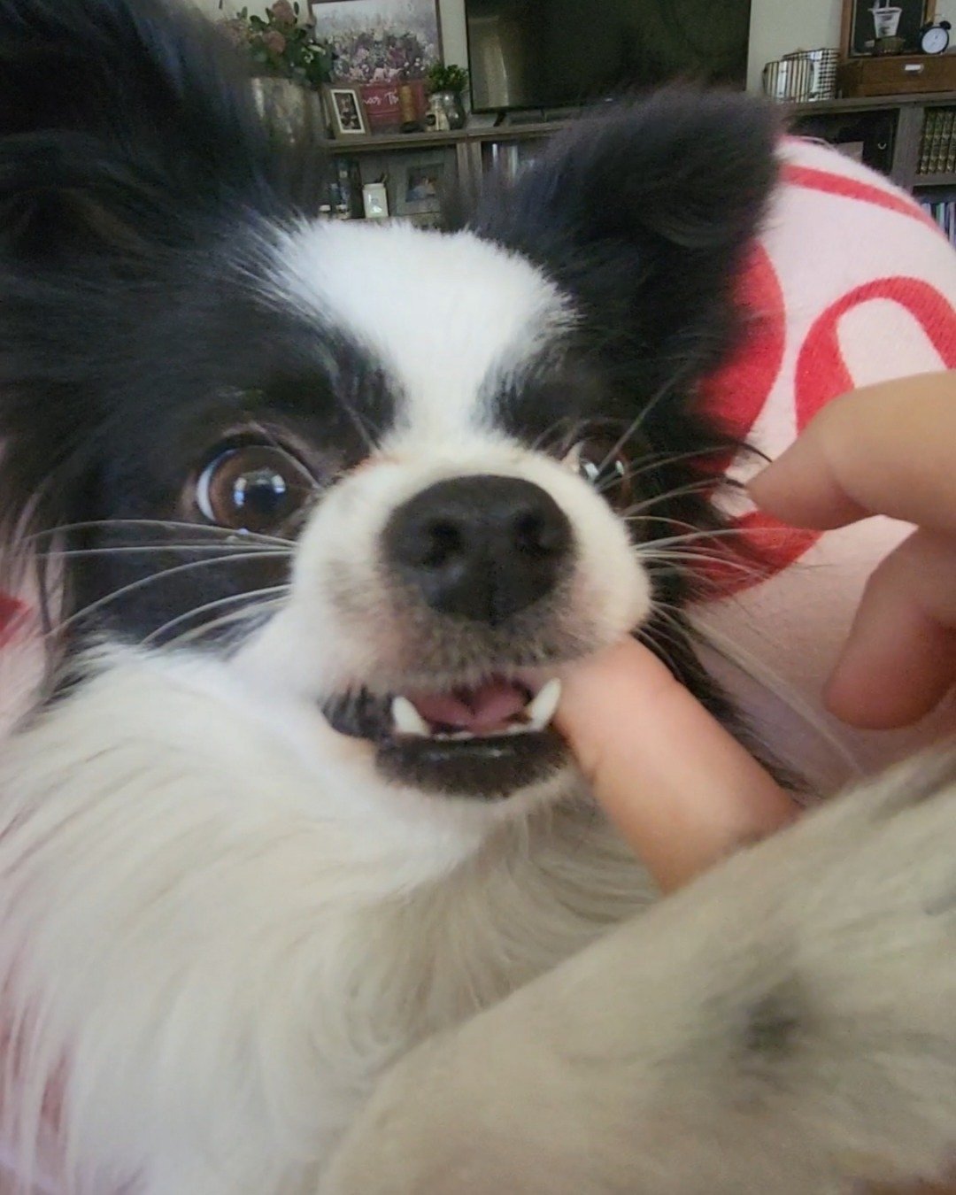 Danny the Long haired Chihuahua. Dog, Puppy, Photo Frame, Cocker Spaniel, Papillon