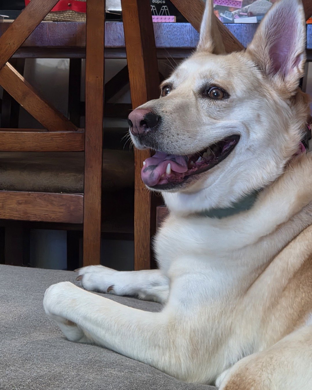 Bella the Labsky. Dog, Husky, Wood, Puppy, Indoors, Interior Design