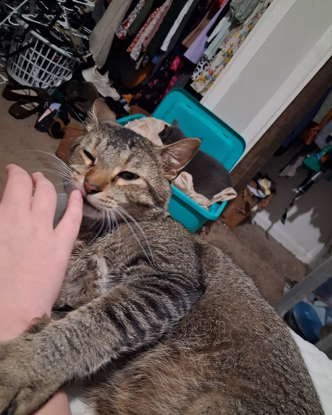 Big dude/dude. Abyssinian, Cat, Person, Furniture, Kitten, Indoors