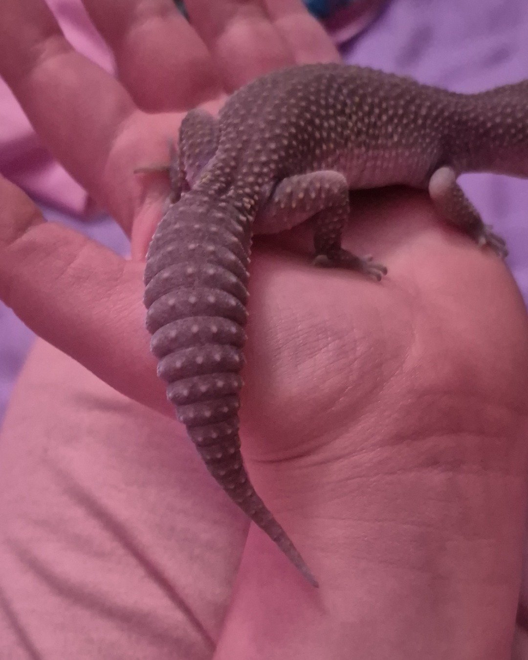 crystal the blizzard lepord gecko. Lizard, Reptile, Body Part, Finger, Hand, Person